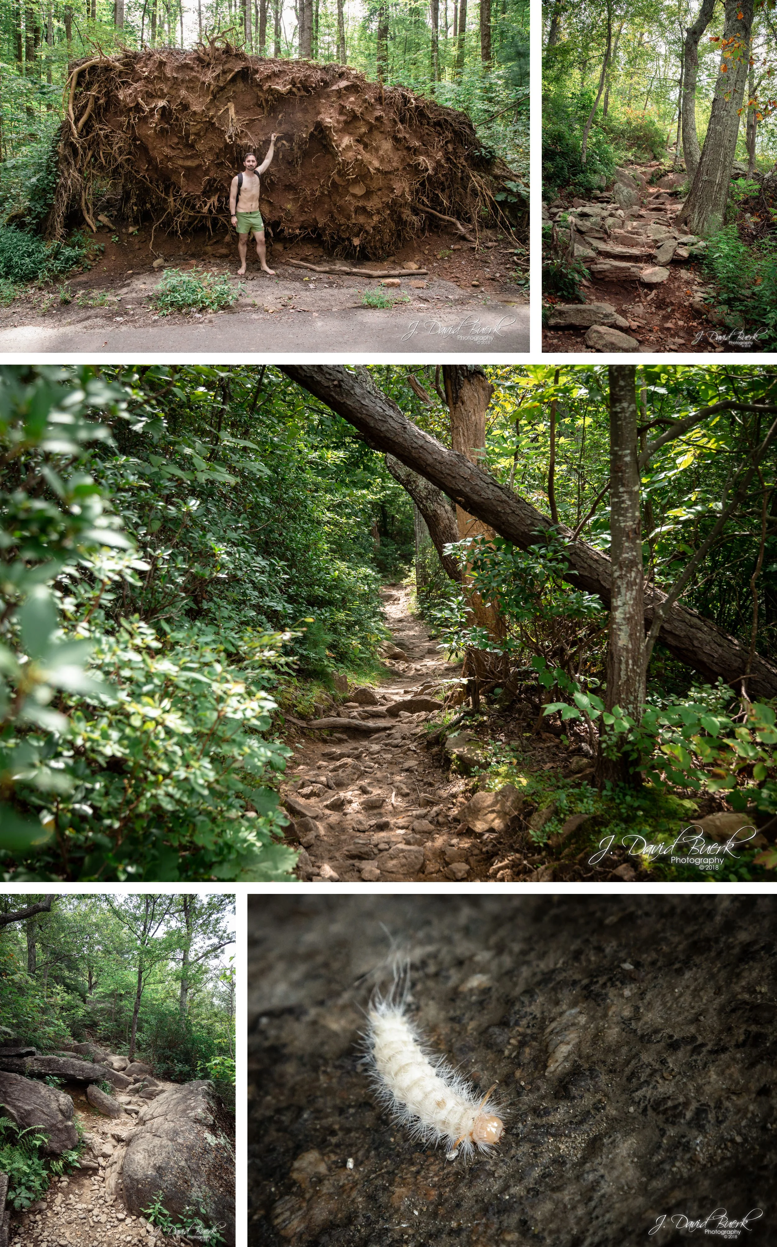 Old Rag Mountain: August, 2018 — J. David Buerk - Photography